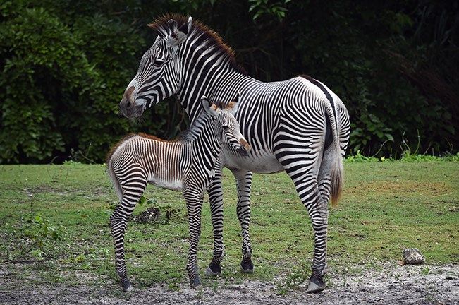 Zoo Miami's newborn Grevy's zebra makes public debut