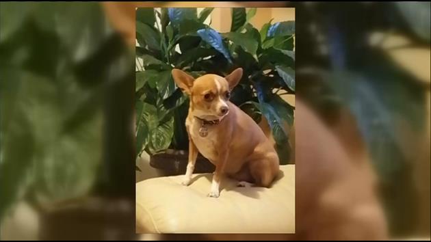 Owner devastated after Chihuahua beaten to death