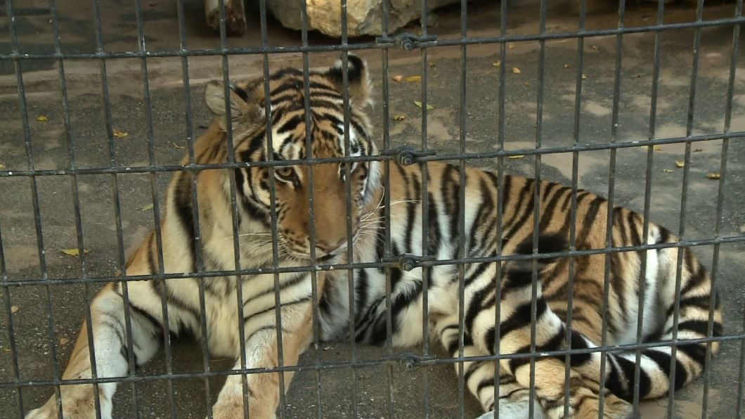 Tiger bites woman in painful Halloween zoo trespass