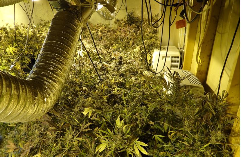 These ten states are trying to legalize marijuana