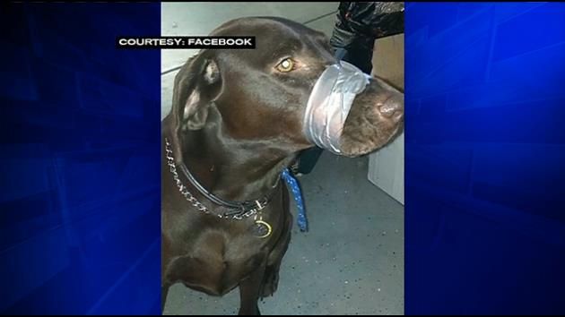 Woman charged with animal cruelty for taping dog's mouth