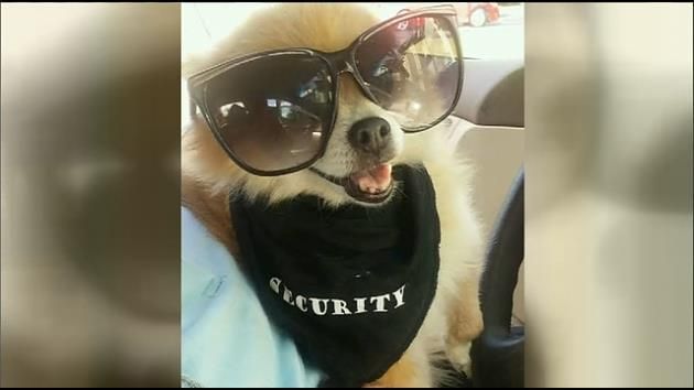 Man steals car, dog from homeless couple