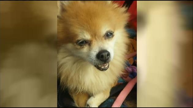 Dog found after being stolen from 2 homeless people