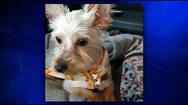 Thieves steal family's Christmas presents, puppy