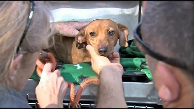 100 dogs from Florida puppy mill now up for adoption