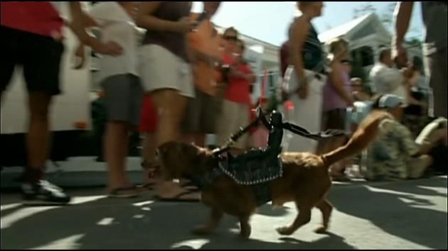 Dog lovers gather for 11th annual Key West Dachshund Walk