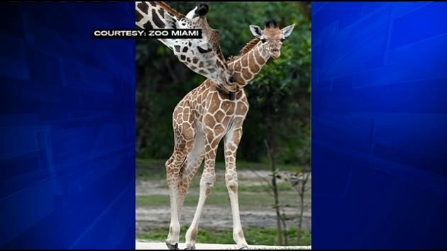 Baby giraffe dies at Zoo Miami after freak accident