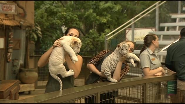 Jungle Island event honors wounded veterans