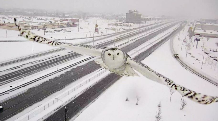 Snowy owl spotted on Canadian traffic camera