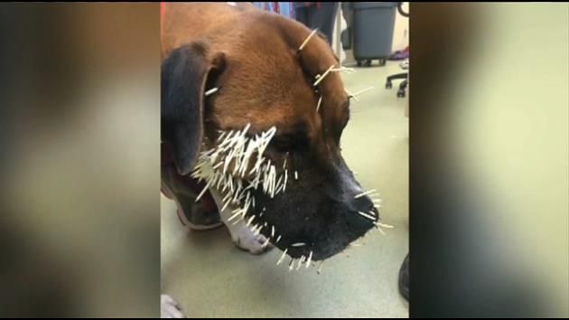 Colorado couple helps stray dog injured by porcupine