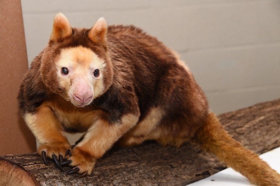 Zoo Miami's oldest tree kangaroo in history has died