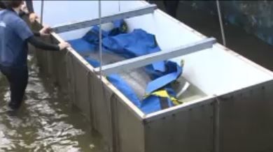 Miami Seaquarium's rescued manatee released