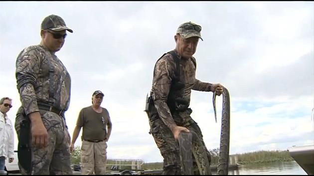 106 Burmese pythons captured in Florida, including 15-footer