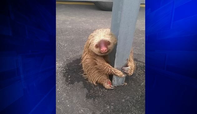 Ecuador police save scared sloth on side of highway