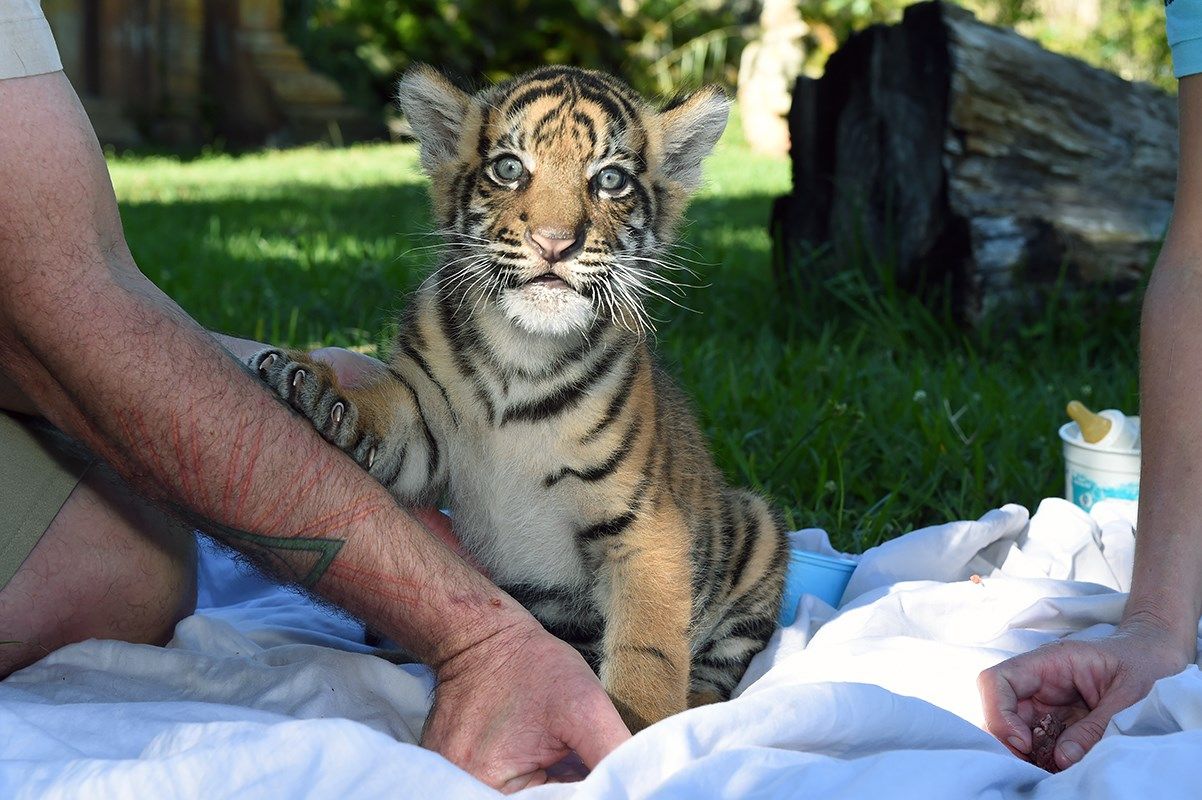 Tiger cub makes Zoo Miami debut