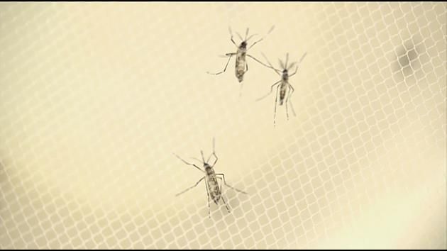 WHO declares global emergency over Zika virus spread