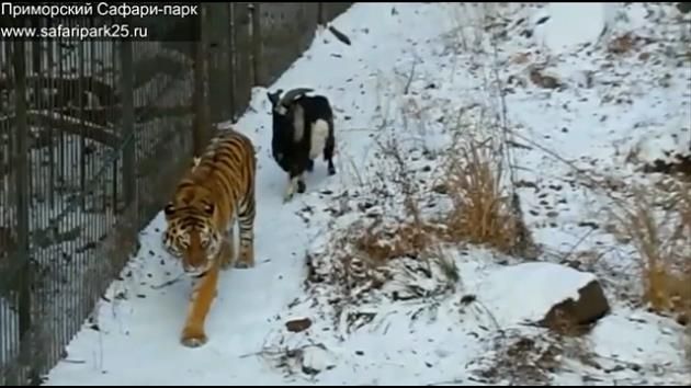 Goat-tiger odd couple may be over