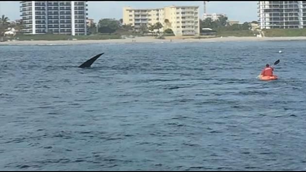 Lifeguard spots whale off South Florida coast