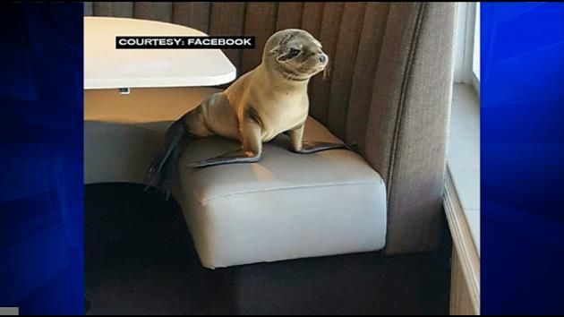 Starving sea lion found in San Diego restaurant