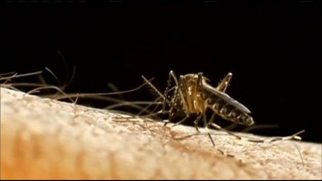 3 pregnant women in Florida test positive for Zika virus