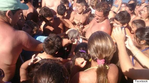 Baby dolphin dies after tourists take out of water for photos