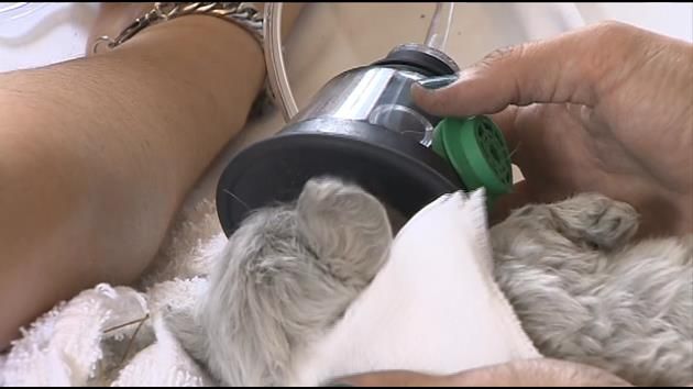 Firefighters save dog, puppies from Miami apartment fire